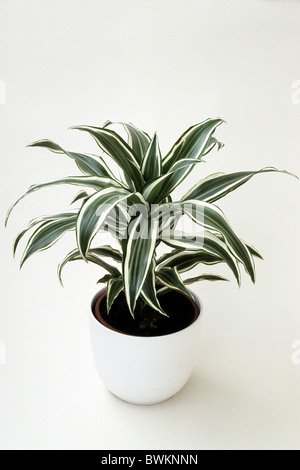 Drachenbaum (Dracaena Deremensis), Sorte: weiße Juwel, Topfpflanze, Studio Bild. Stockfoto