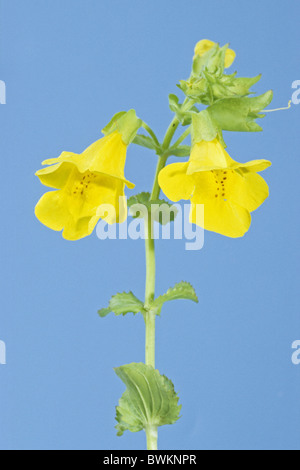 Gemeinsamen Monkey Flower (Mimulus Luteus), blühend, Studio Bild. Stockfoto