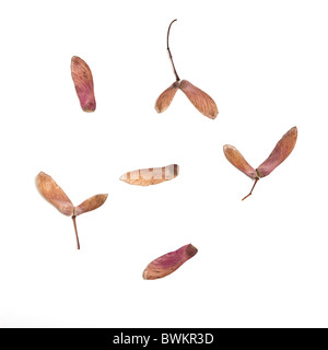 Japanische Acer geflügelten Samenkapseln isoliert auf weißem Hintergrund. Stockfoto