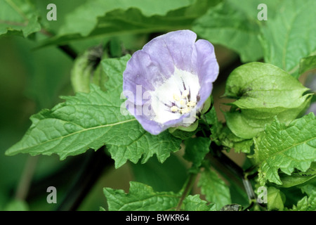 Apple von Peru, Shoo-Fly (Nicandra Physalodes, Nicandra Physaloides) blühen. Stockfoto