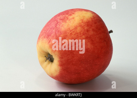 Heimischen Apfel (Malus Domestica), Sorte: Falstaff, Obst, Studio Bild. Stockfoto