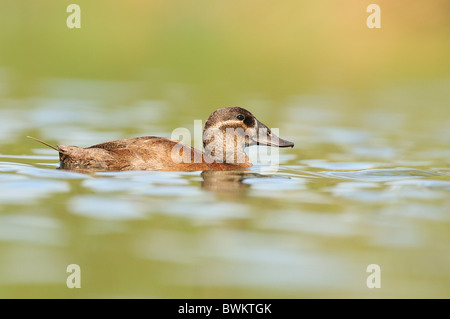 Gescheckte, (Oxyura Leucocephala), weibliche. Stockfoto