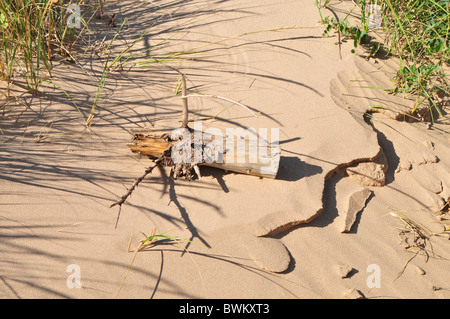 Treibholz an einem Strand in Nova Scotia, Kanada Stockfoto