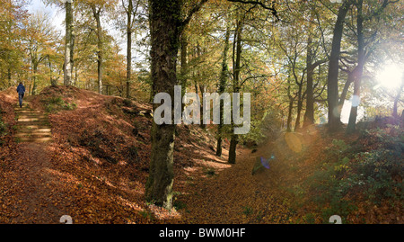 Herbstliche Szene im Inneren des Woodbury Burg Eisenzeit Fort, Woodbury, Devon, UK Stockfoto