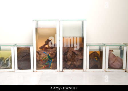 Menschliche Organe einbalsamiert in Glasbehältern innerhalb der Fakultät für Medizin der Beirut arabische Universität Libanon Nahost Stockfoto