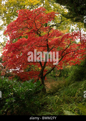 Die feurige rote Herbstfärbung der japanischen Ahornbaum Stockfoto