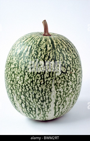 Malabar Squash, Malabar Kürbis (Cucurbita Ficifolia), Studio Bild. Stockfoto