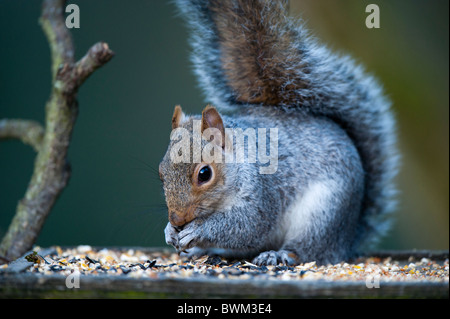 Gierige Grauhörnchen Essen Samen auf ein Vogelhaus Stockfoto