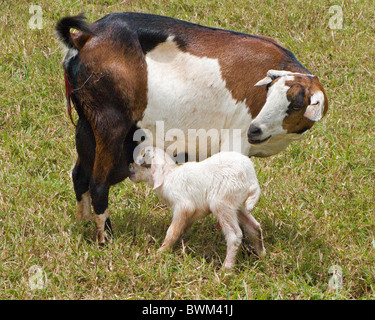 Eine neugeborenes Baby Ziege säugt bei seiner Mutter. Stockfoto