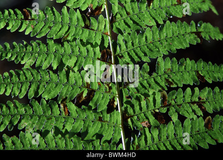 Gemeinsamen Wedel Adlerfarn (Pteridium Aquilinum) Stockfoto