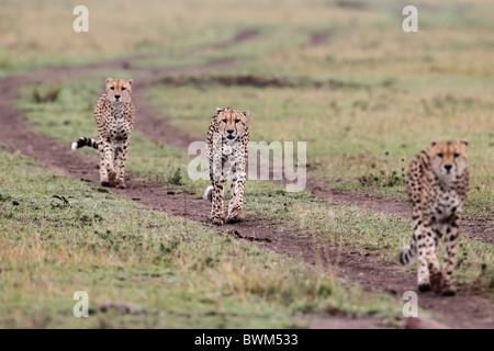 Drei Geparden jagen, Wandern durch die Masai Mara Game Reserve, Kenia. Stockfoto