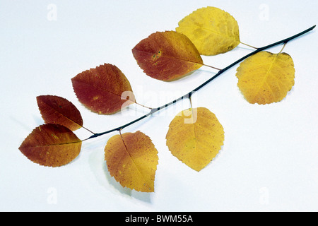 Europäische Elsbeere, verschneiten Mespillus (Amelanchier Ovalis), Zweig mit Herbstlaub, Studio Bild. Stockfoto