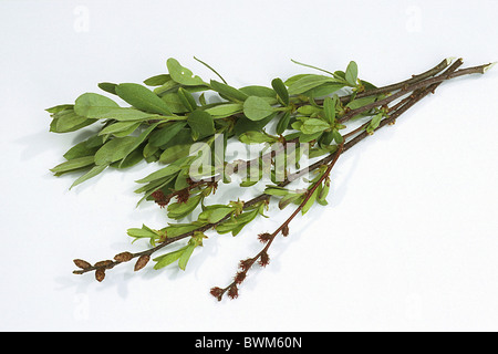 Myrte, bog Sweet Gale (Myrica Gale), Zweig mit Blättern, Knospen und Blüten, Studio Bild. Stockfoto
