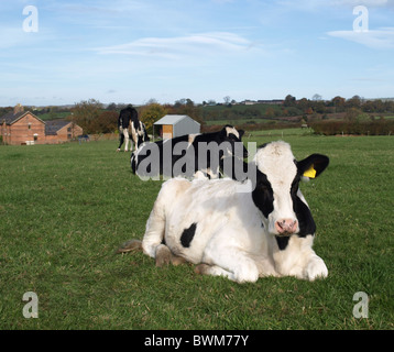 Eine junge Kuh liegend Stockfoto