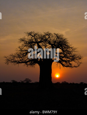 Afrikanischen Sonnenaufgang unter einem sagenumwobenen Baobab-Baum. Stockfoto