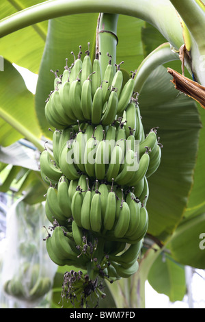 Bündel Bananen an einem Bananenbaum hängen. Stockfoto