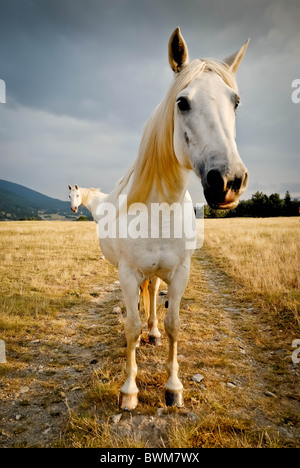 PFERDE IN DEN ÖSTLICHEN PYRENÄEN IN DER NÄHE VON MONT-LOUIS, SÜDFRANKREICH. Stockfoto