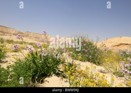 Israel, Negev, Wildblumen in Zin Tal Stockfoto