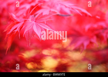 atmosphärische verträumte rot-Ahornbaum, reich und üppig - Kunstfotografie Jane Ann Butler Fotografie JABP927 Stockfoto