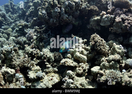 Das Bild zeigt ein Papageienfisch, Korallenriff, das Wasser des Rotes Meer, Ägypten, in der Nähe von Dahab Stadt herumschwimmen. Stockfoto