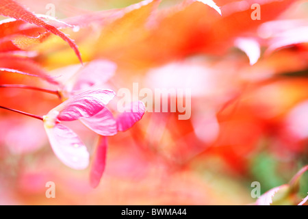 stimmungsvoll und verträumt rot-Ahorn mit geflügelten Samaras Jane Ann Butler Fotografie JABP914 Stockfoto