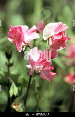 Duftende Platterbse (Lathyrus man), Sorte: Mammut rosa, Blüte. Stockfoto