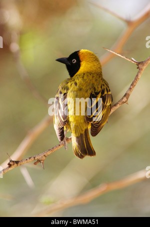 Männliche weniger maskiert-Weaver, Ploceus Intermedius, meisten. Stockfoto