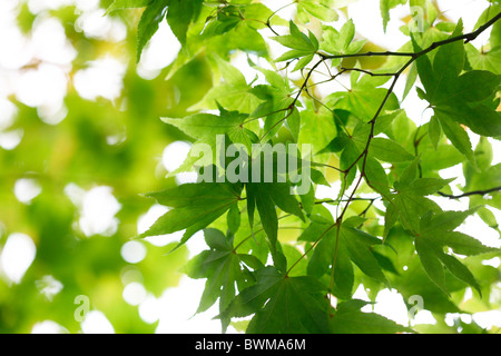 stimmungsvoll und verträumt Ahornbaum mit geflügelten Samaras Jane Ann Butler Fotografie JABP917 Stockfoto