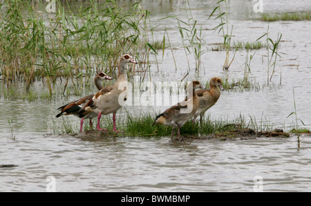 Familie der ägyptischen Gänse, Alopochen Aegyptiacus, Anatidae. St Lucia Wetlands Park, KwaZulu Natal, Südafrika. Stockfoto