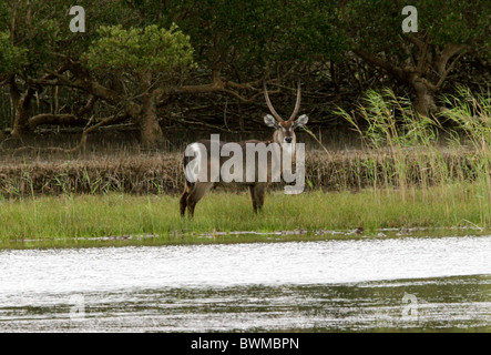 Gemeinsamen Wasserbock, Kobus Ellipsiprymnus, Horntiere. St Lucia Wetlands Park, KwaZulu Natal, Südafrika. Stockfoto