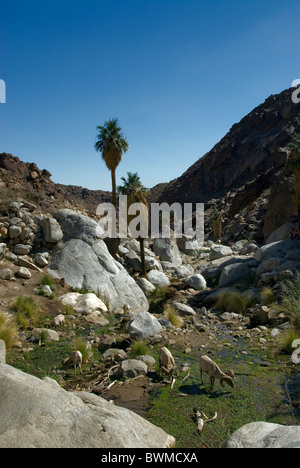 Halbinsel Bighorn Sheep Schaf Ovis Canadensis Cremnobates Anza Borrego Desert State Park USA Amerika Vereinigte Stockfoto