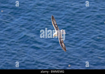 UK Großbritannien Sea Bird Fulmar gleiten unter Felsen Stockfoto