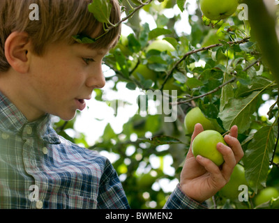 Zehn Jahre alten klettert Baum, Äpfel in einem Vorort Garten pflücken Stockfoto