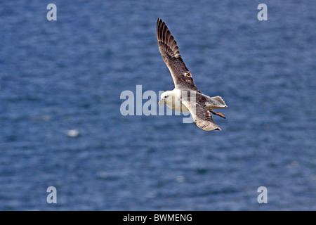 UK Großbritannien Sea Bird Fulmar gleiten unter Felsen Stockfoto