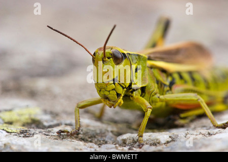 großen Marsh grasshopper Stockfoto