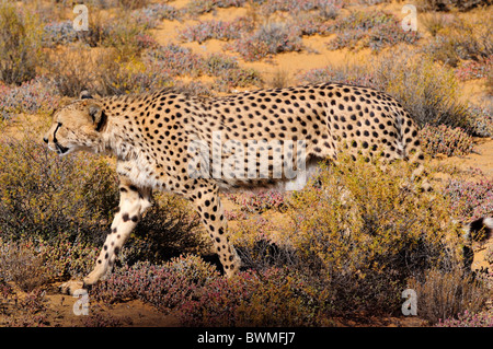 Ein Gepard gehen heimlich in den Büschen. Südafrika. Stockfoto