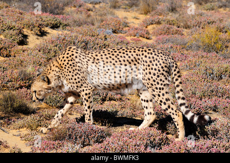 Ein Gepard gehen heimlich in den Büschen. Südafrika. Stockfoto