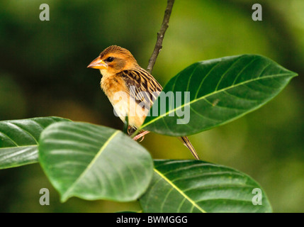 Baya Weaver (Ploceus Philippinus), Weiblich, wahrscheinlich der Rasse Burmanicus. Intelligente Saatgut Esser, Sozial- und gesellig. Malaysien. Stockfoto