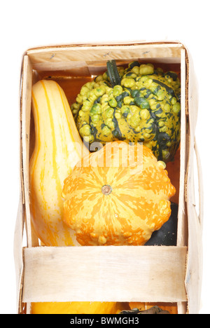 schöne dekorative Kürbisse Stockfoto