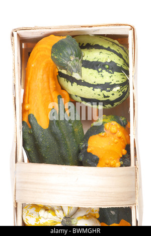 schöne dekorative Kürbisse Stockfoto