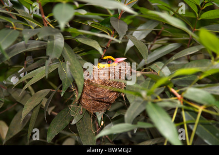 Schwarz-Himalaja-Pirol, Oriolus Chinensis im Nest sitzen. Gemeinsamen asiatischen Songbird von Parks, Gärten, küstennahen Wäldern und Mangroven Stockfoto