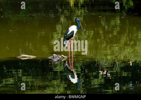 Schwarz-necked Storch, Nahrung Asiaticus, weiblich. Stockfoto