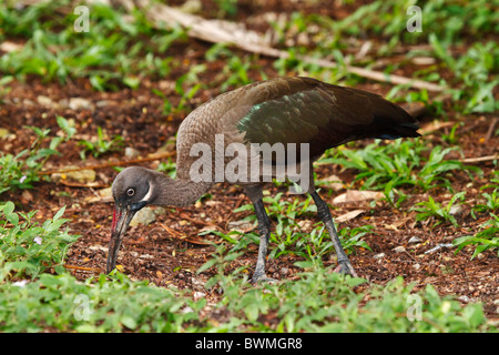 Hadada Ibis, Hadeda Ibis Bostrychia Hagedash. Großer Vogel aus dem subsaharischen Afrika. Ernährt sich von Regenwürmern, große Insekten & Eidechsen. Stockfoto