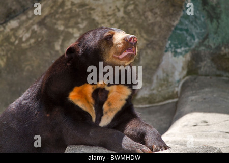 Sun Bear, Helarctos Malayanus, auch bekannt als die Honig-Bären. Es ist das kleinste Mitglied der Familie Bär Stockfoto