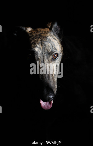 Eine Nahaufnahme des Gesichts von einem Windhund-Hund, mit einem dunklen Hintergrund. Stockfoto