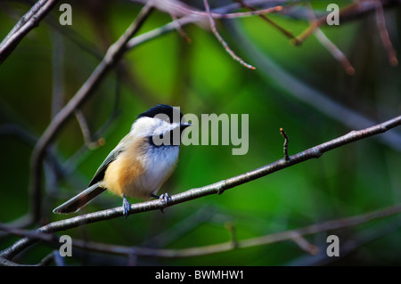 Ein wenig schwarz begrenzt Chickadee (Poecile Atricapilla) sitzt auf einem Ast im Herbst. Stockfoto