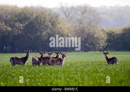 Eine kleine Herde Damhirsche in einem Bauernhof Feld angrenzenden Waldgebiet. Im zeitigen Frühjahr - genommen haben das Geweih nicht ausgereift Stockfoto