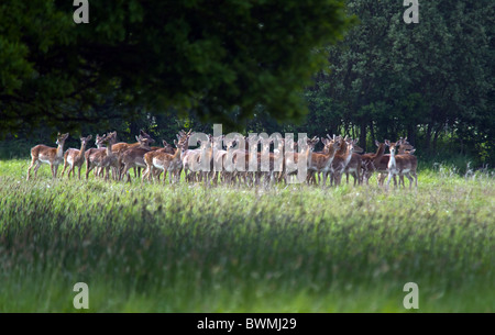 Eine große Wilde Herde Damhirsche bergende unter Baumdecke Wildgras Wiese, an einem Sommertag. Stockfoto