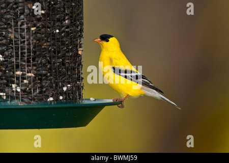 Männliche amerikanische Stieglitz auf Saatgut feeder Stockfoto
