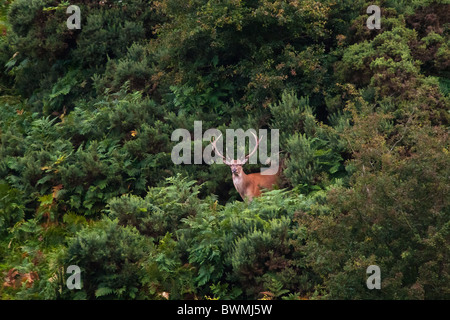 Ein Rotwild Hirsch auf einem Farn und Adlerfarn bedeckt Hügel in Nord-Devon. Dieser Hirsch wird voraussichtlich vom Bereich Exmoor gewandert Stockfoto